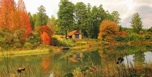 Gunnera perpensa