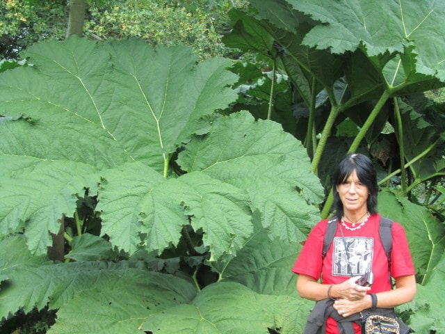 Gunnera perpensa (Gunnera perpensa)