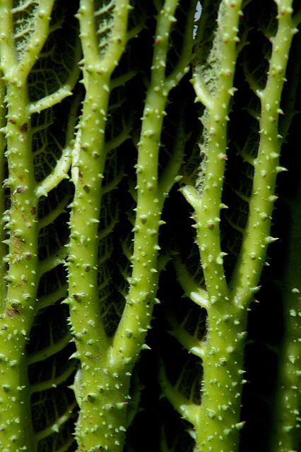 Rhubarbe géante du chili (Gunnera tinctoria)