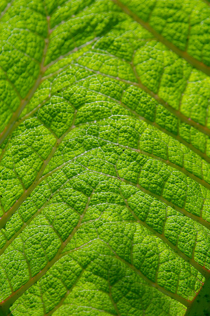 Rhubarbe géante du chili