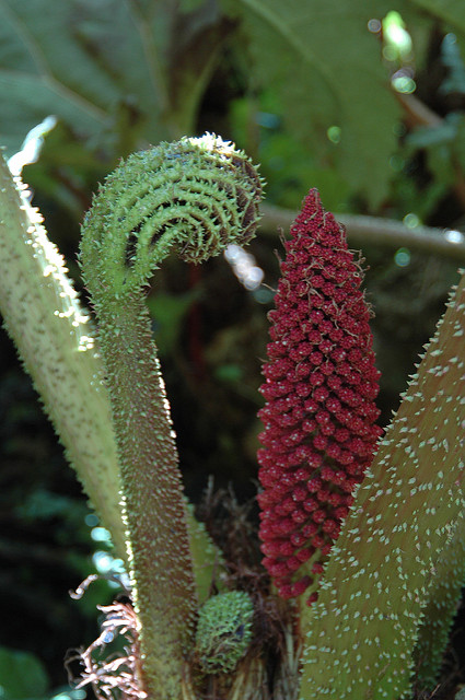 Rhubarbe géante du chili