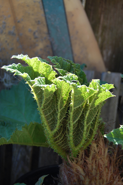 Rhubarbe géante du chili