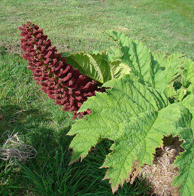 Rhubarbe géante du chili