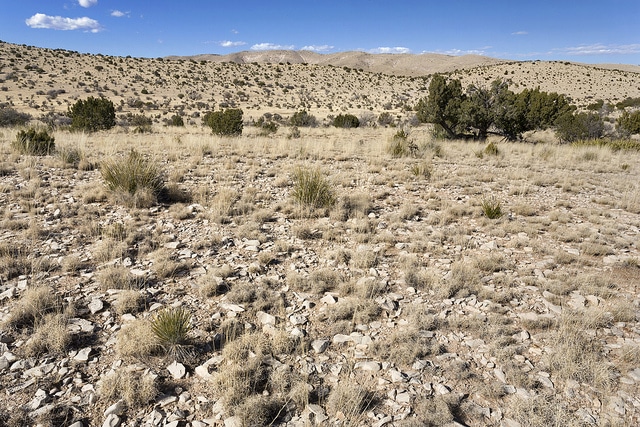 Gutierrezia texana
