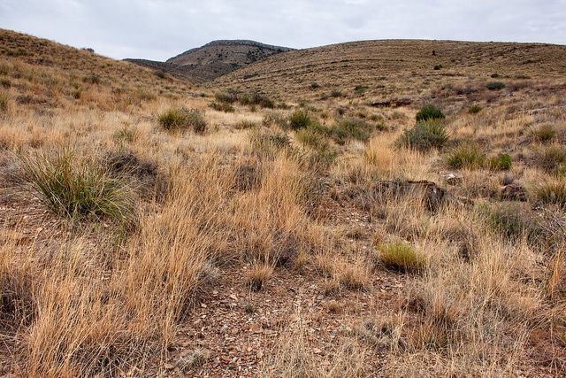 Gutierrezia texana