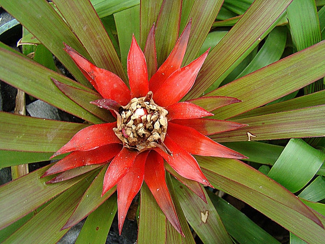Guzmania lingulata (Guzmania lingulata)