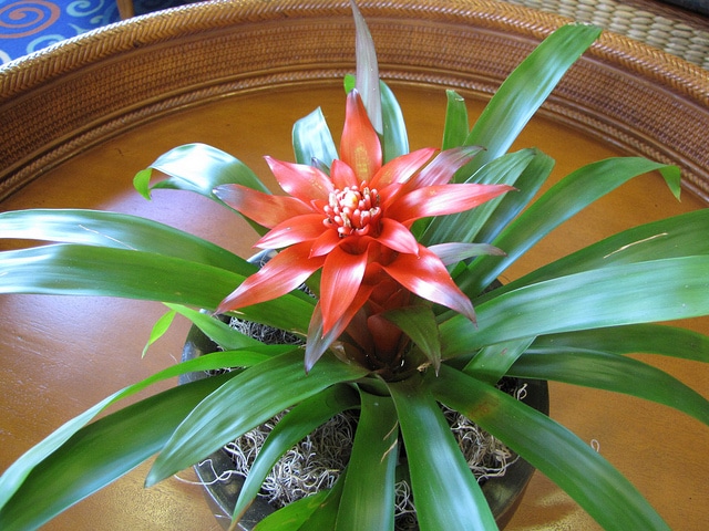 Guzmania lingulata