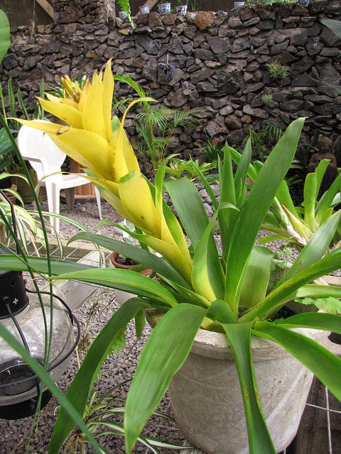 Guzmania lingulata