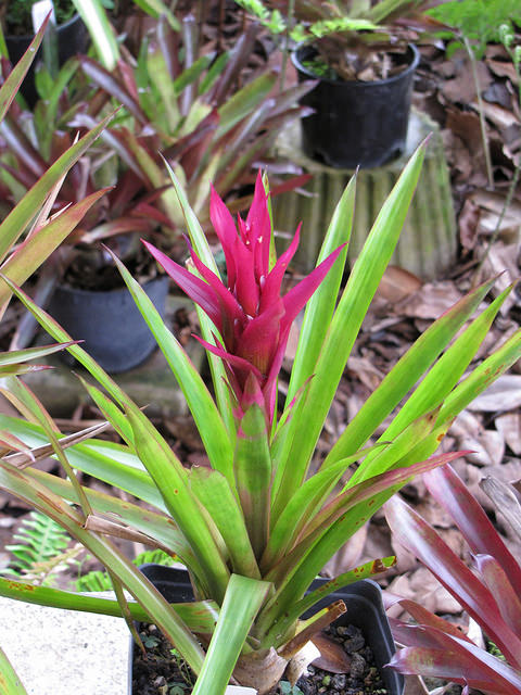 Guzmania lingulata