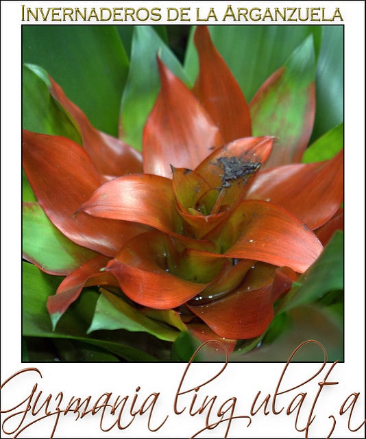 Guzmania lingulata
