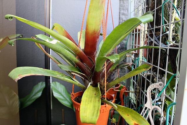 Guzmania sanguinea (Guzmania sanguinea)