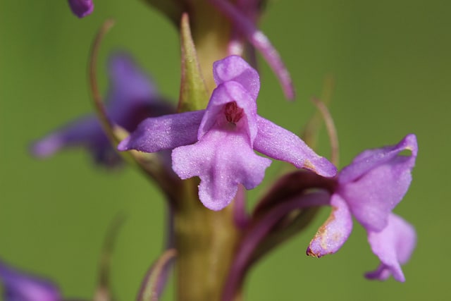 Orchis moucheron (Gymnadenia conopsea)