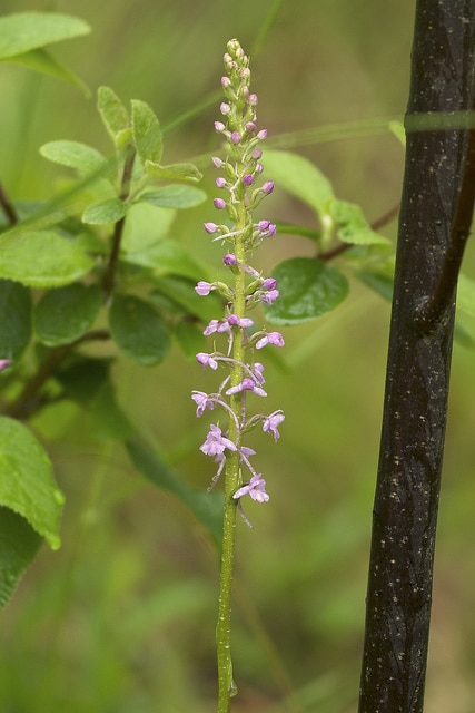 Orchis moucheron