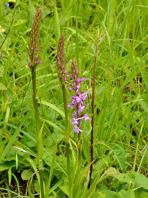 Orchis moucheron