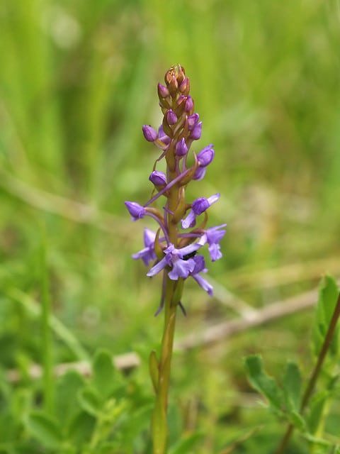 Orchis moucheron