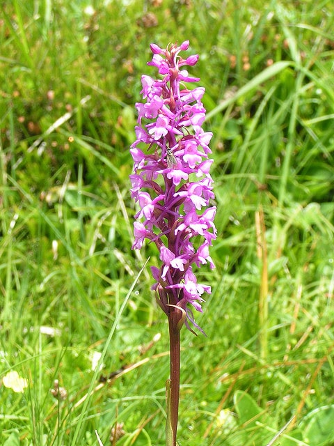 Orchis moucheron