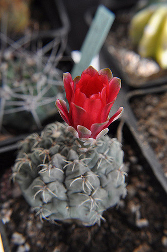 Cactus araignée