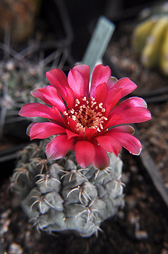 Cactus araignée