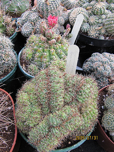Cactus araignée