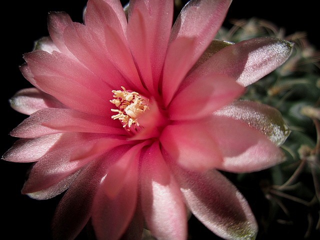 Cactus araignée