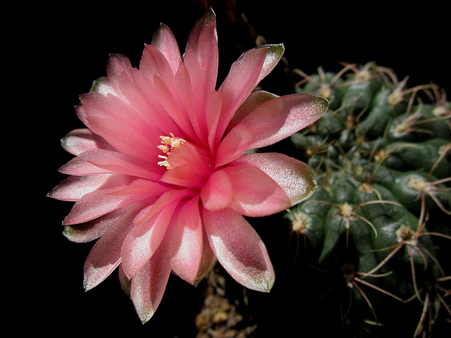 Cactus araignée