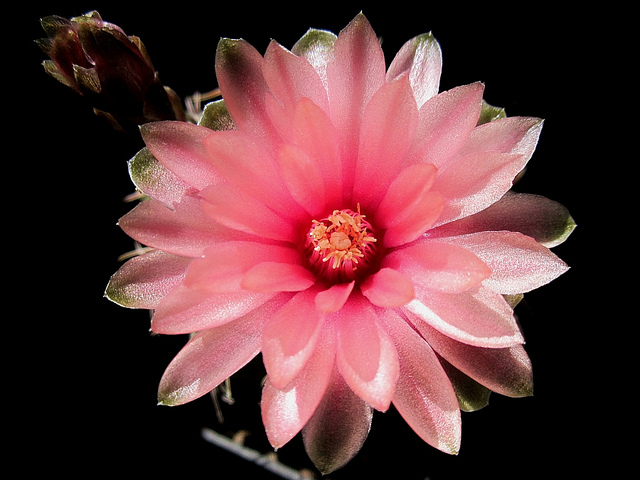 Cactus araignée (Gymnocalycium baldianum)