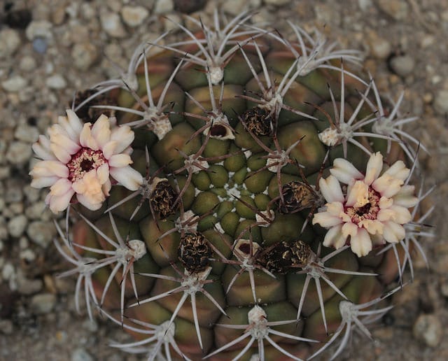 Cactus araignée (Gymnocalycium pflanzii)