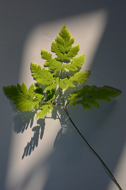 Polypode dryoptère