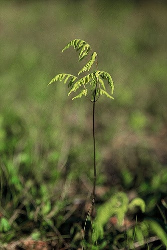 Polypode dryoptère