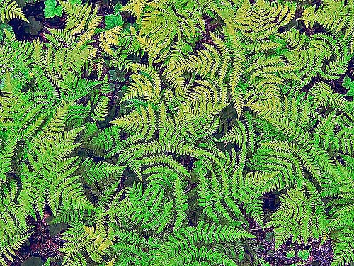 Polypode dryoptère