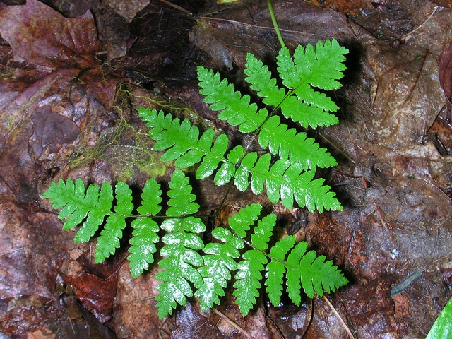Polypode dryoptère