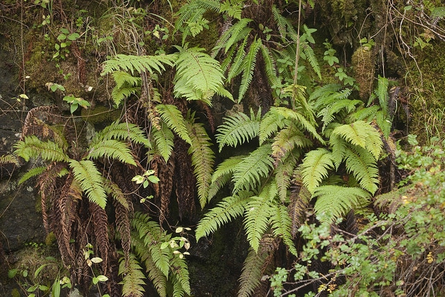 Polypode dryoptère (Gymnocarpium dryopteris)