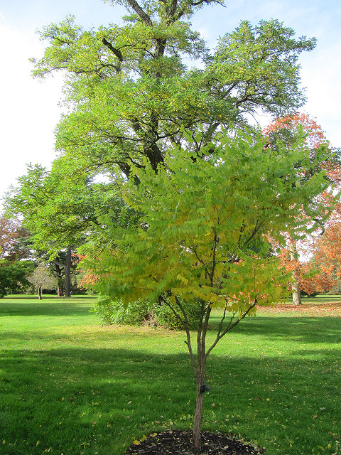 Gymnocladus dioicus (Gymnocladus dioica)