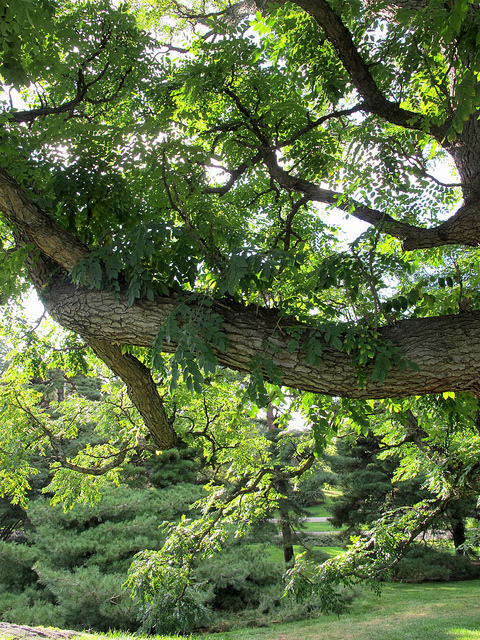 Gymnocladus dioicus