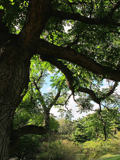 Gymnocladus dioicus