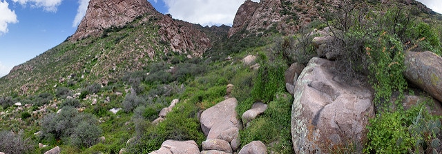 Gymnosperma glutinosum