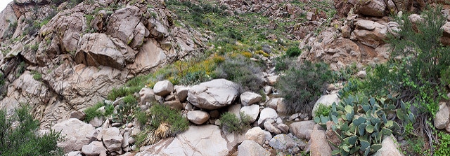 Gymnosperma glutinosum