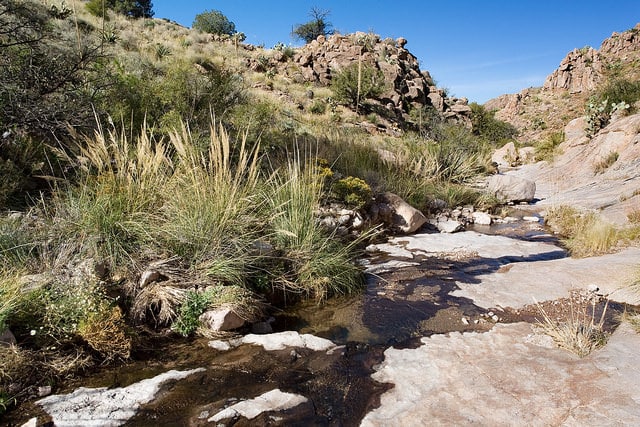 Gymnosperma glutinosum