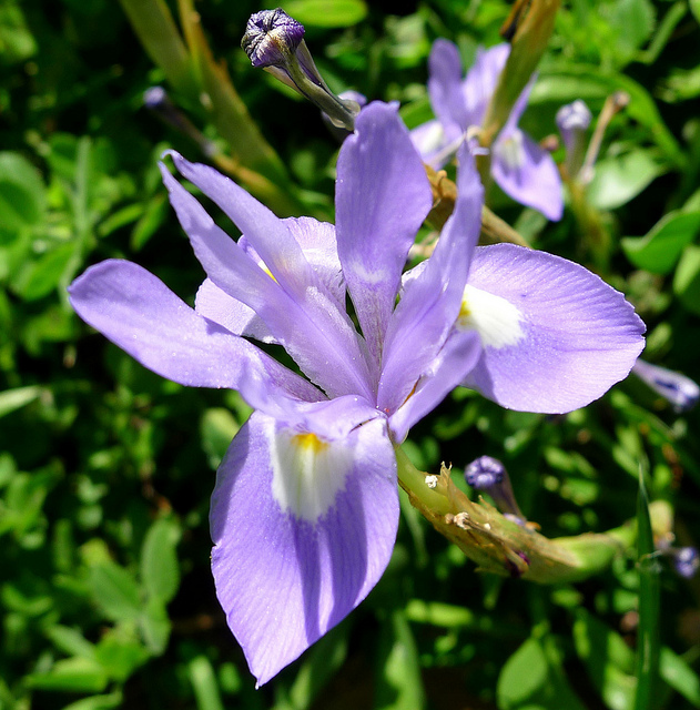 Iris faux sisyrhinque
