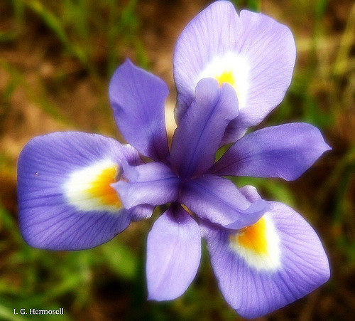 Iris faux sisyrhinque