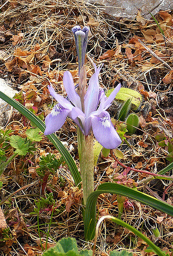 Iris faux sisyrhinque