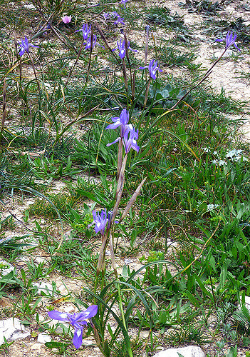 Iris faux sisyrhinque