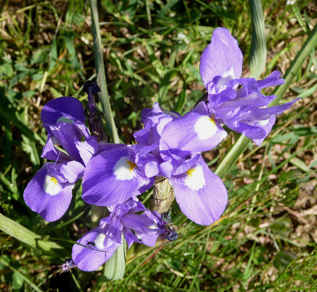 Iris faux sisyrhinque