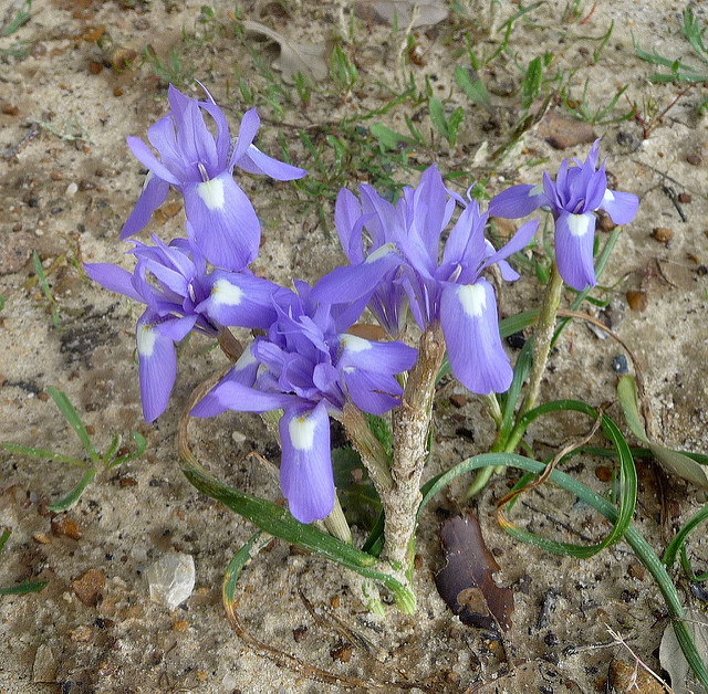 Iris faux sisyrhinque (Gynandriris sisyrinchium)