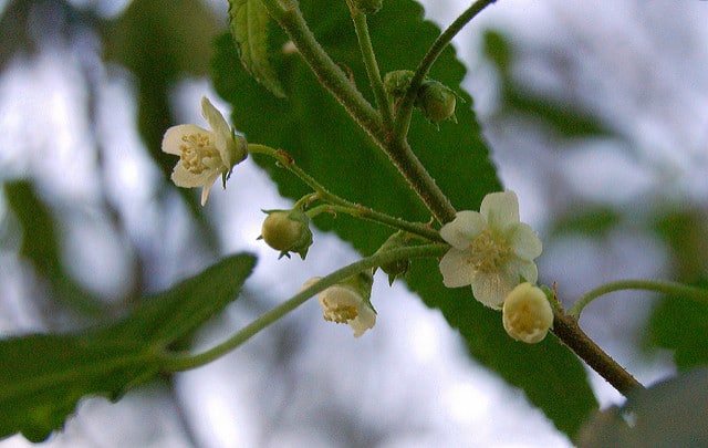 Gynatrix pulchella (Gynatrix pulchella)