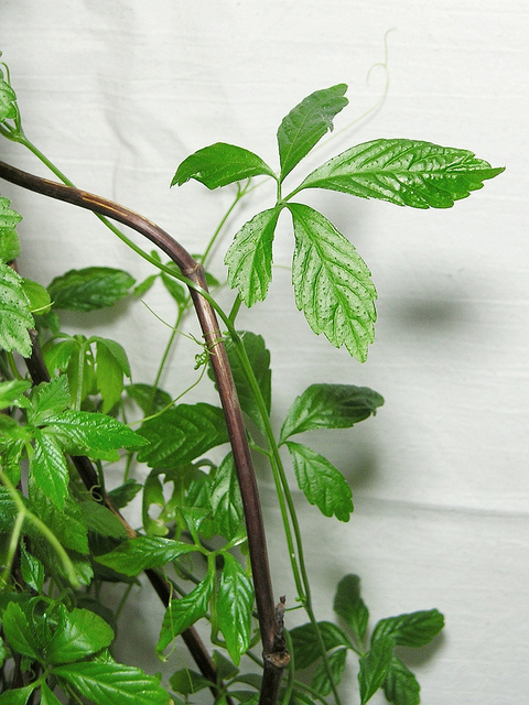 Gynostemma pentaphyllum (Gynostemma pentaphyllum)
