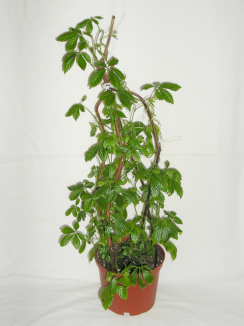 Gynostemma pentaphyllum