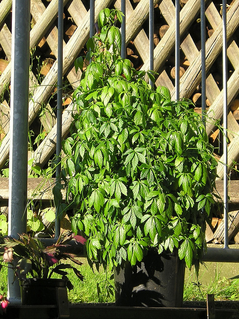 Gynostemma pentaphyllum
