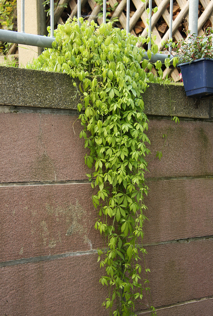 Gynostemma pentaphyllum