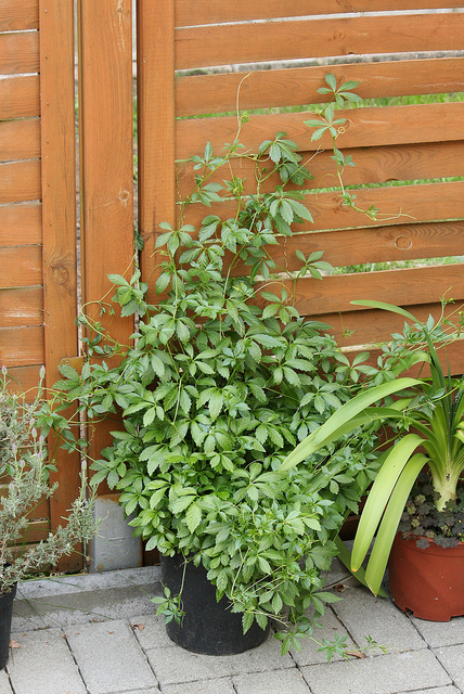 Gynostemma pentaphyllum